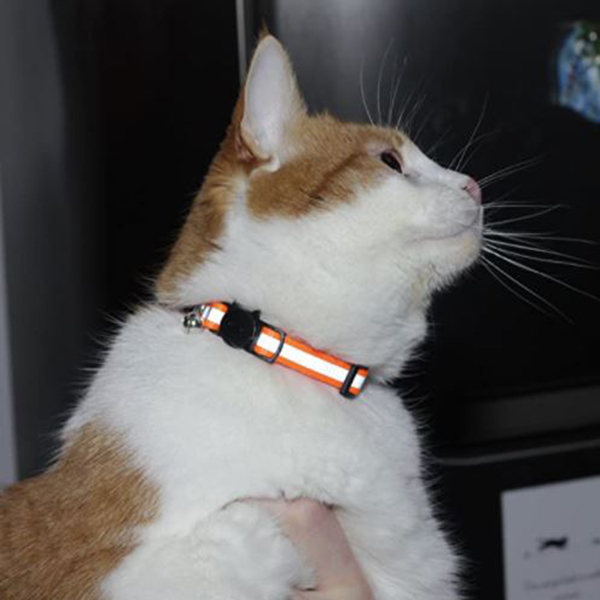 Colorful Cat Collar with bell