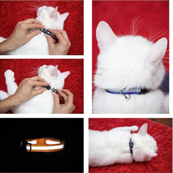 a set of colorful cat collars